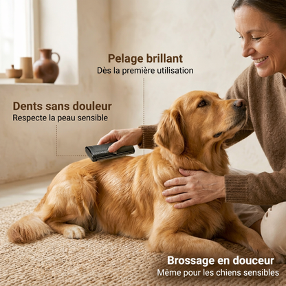 Femme brossant golden retriever avec brosse toilettage chien